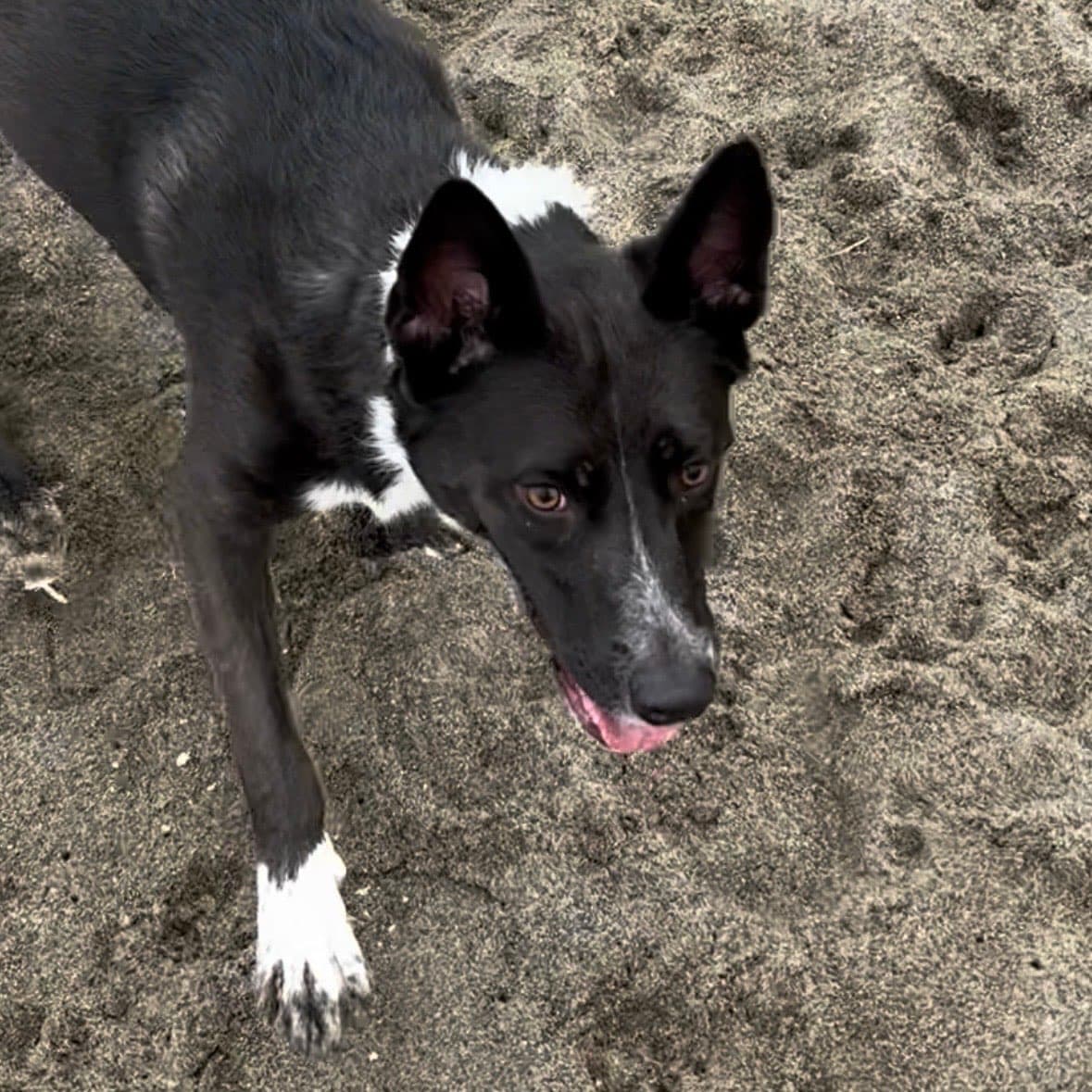 Rosa the dog, office mascot and head of morale